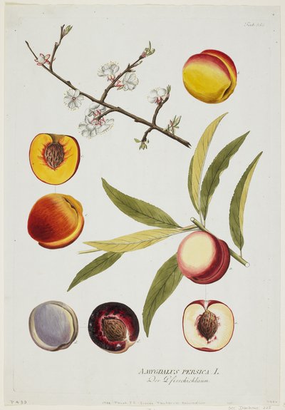 Amygdalus persica von Joseph Jacob Plenck